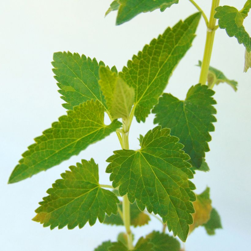 Agastache Serpentine - Dropplant (Foliage)