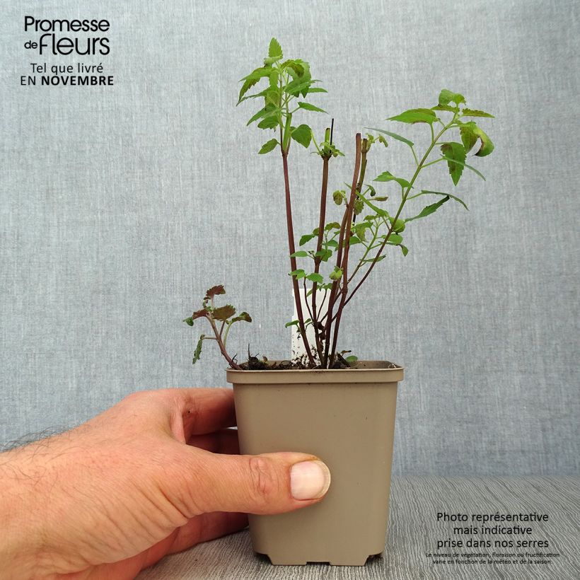 Exemplaar van Agastache Serpentine - Dropplant Kweekpotje van 8/9 cm zoals geleverd in de herfst