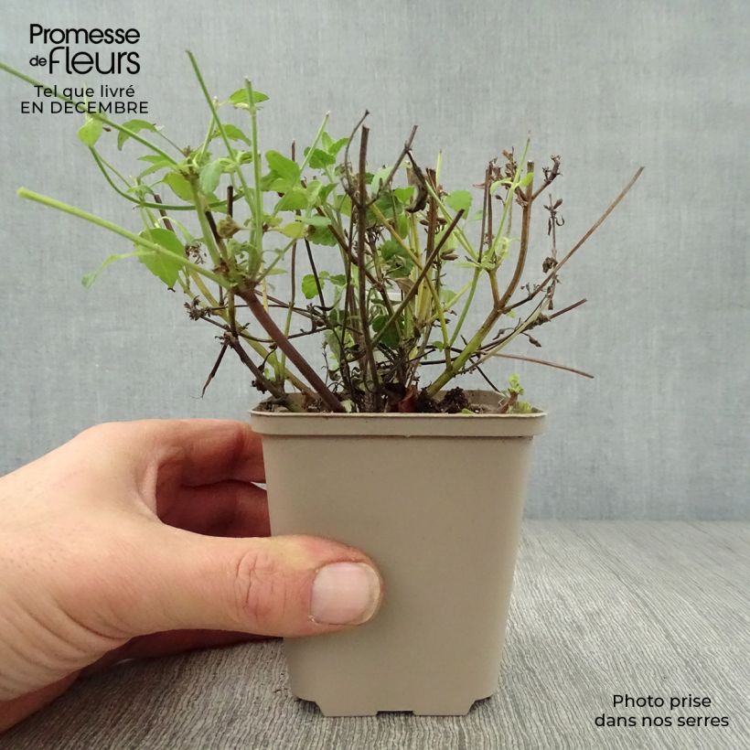 Example of Agastache Serpentine - Agastache hybride Kweekpotje van 8/9 cm as you get in hiver