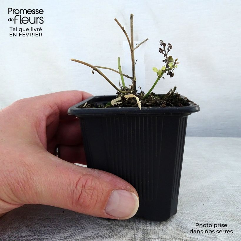 Example of Agastache aurantiaca Tango - Agastache dorée Kweekpotje van 8/9 cm as you get in hiver