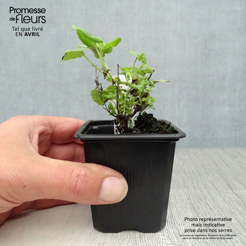 Exemplaar van Agastache aurantiaca Tango - Dropplant Kweekpotje van 8/9 cm zoals geleverd in de lente