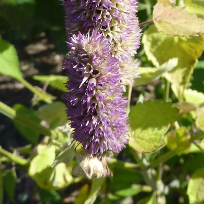 Agastache Blue Fortune - Koreaanse munt (Flowering)