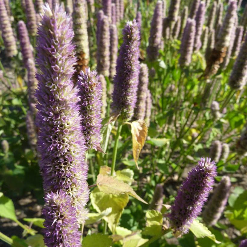 Agastache Blue Fortune - Koreaanse munt (Plant habit)