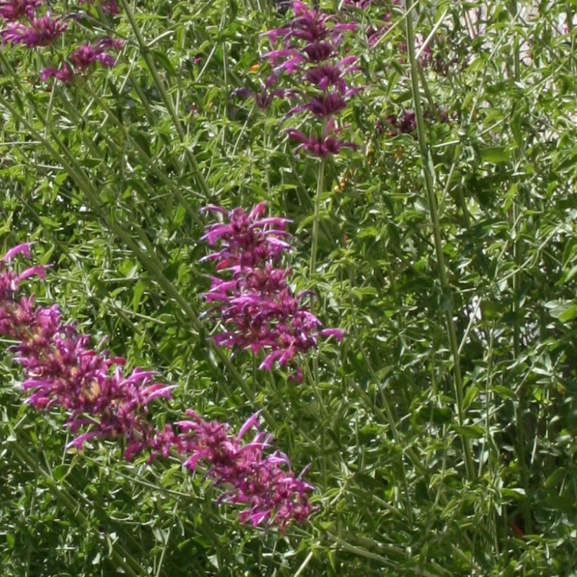 Agastache cana - Dropplant (Blad)
