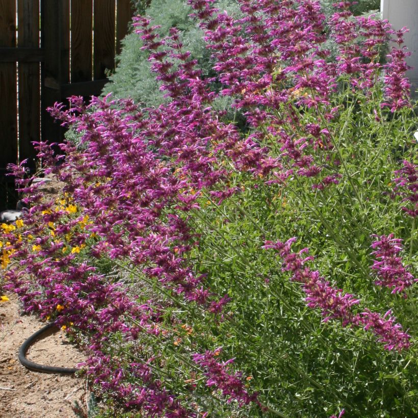 Agastache cana - Dropplant (Groeiplaats)