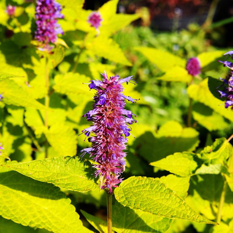 Agastache fenouil Golden Jubilee - Dropplant (Bloei)