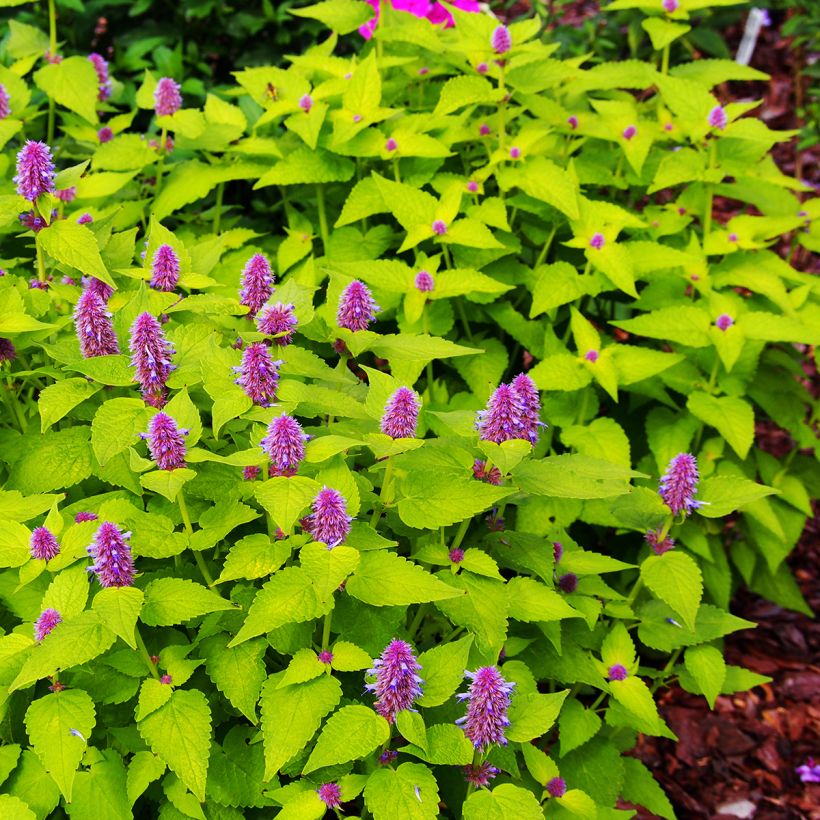 Agastache fenouil Golden Jubilee - Dropplant (Groeiplaats)