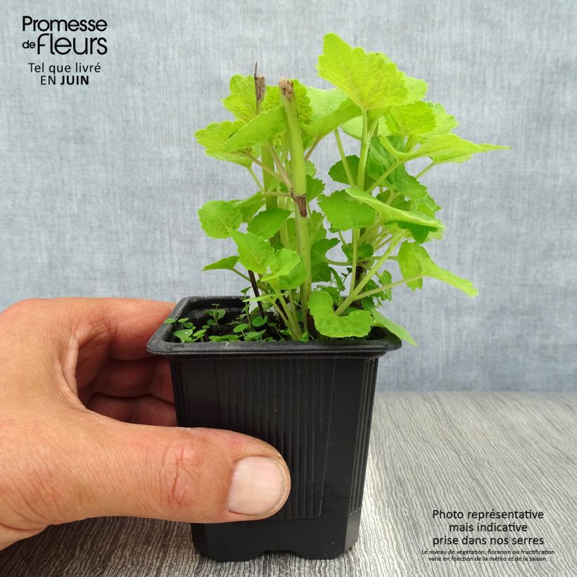 Exemplaar van Agastache fenouil Golden Jubilee - Dropplant Kweekpotje van 7/8 cm zoals geleverd in de zomer