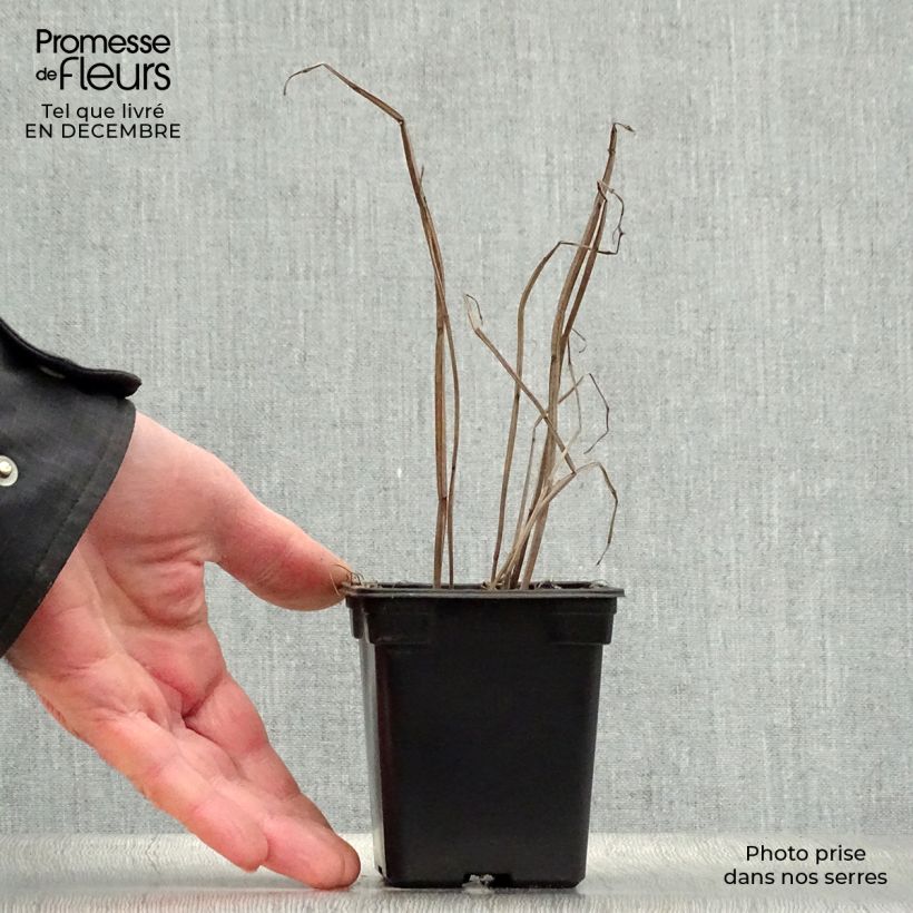 Example of Agastache fenouil Golden Jubilee Kweekpotje van 7/8 cm as you get in hiver