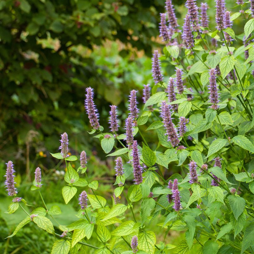 Agastache foeniculum - Dropplant (Plant habit)