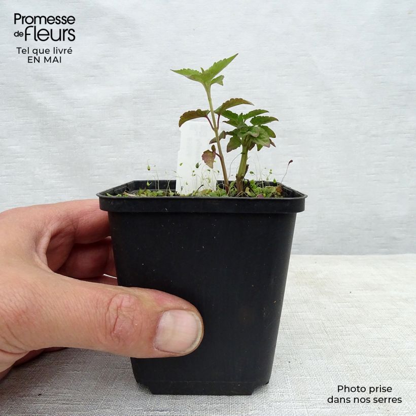 Exemplaar van Agastache  Beelicious Purple - Dropplant Kweekpotje van 8/9 cm zoals geleverd in de lente