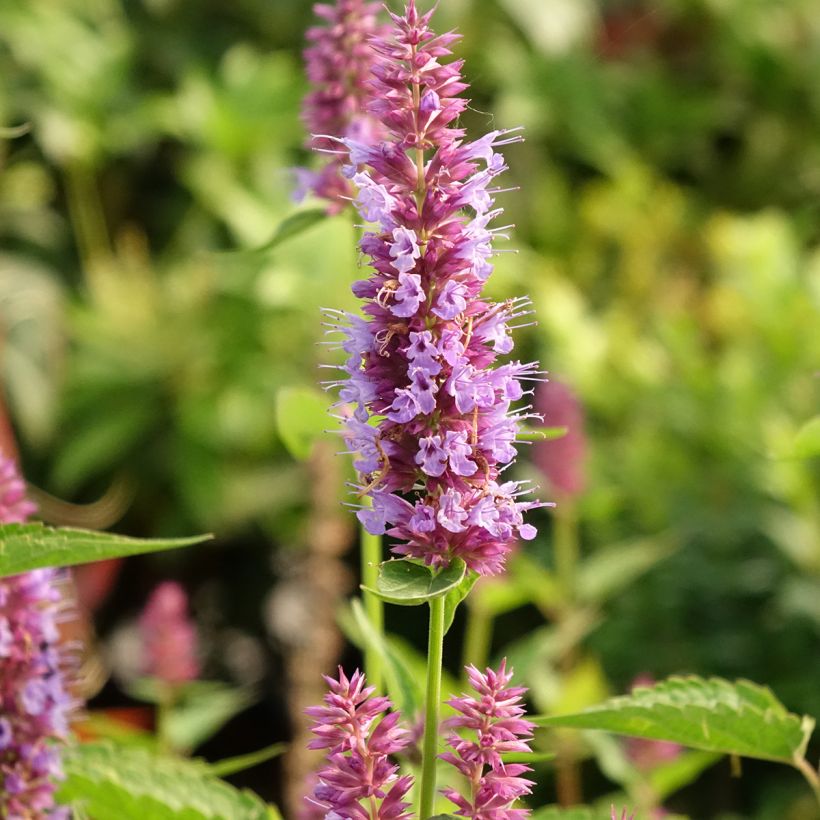 Agastache  Beelicious Purple - Dropplant (Bloei)