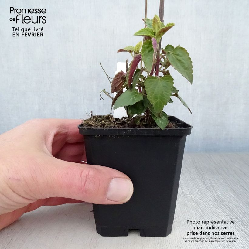 Example of Agastache mexicana Red Fortune Kweekpotje van 8/9 cm as you get in hiver