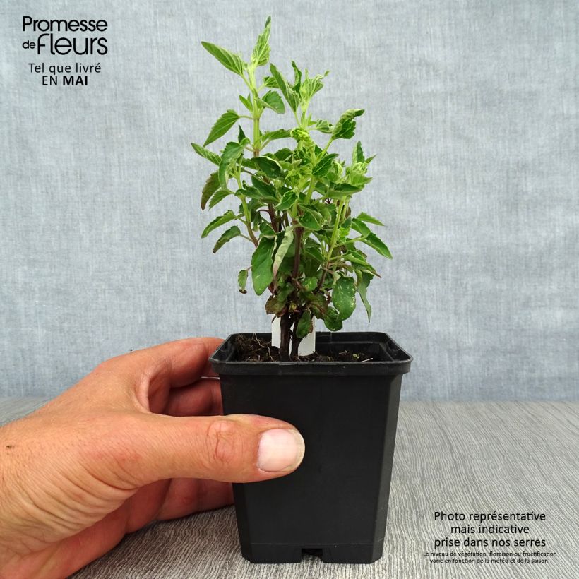 Exemplaar van Agastache mexicana Red Fortune - Dropplant Kweekpotje van 8/9 cm zoals geleverd in de lente