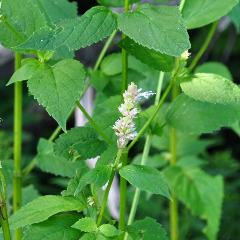 Agastache nepetoides - Dropplant (Foliage)
