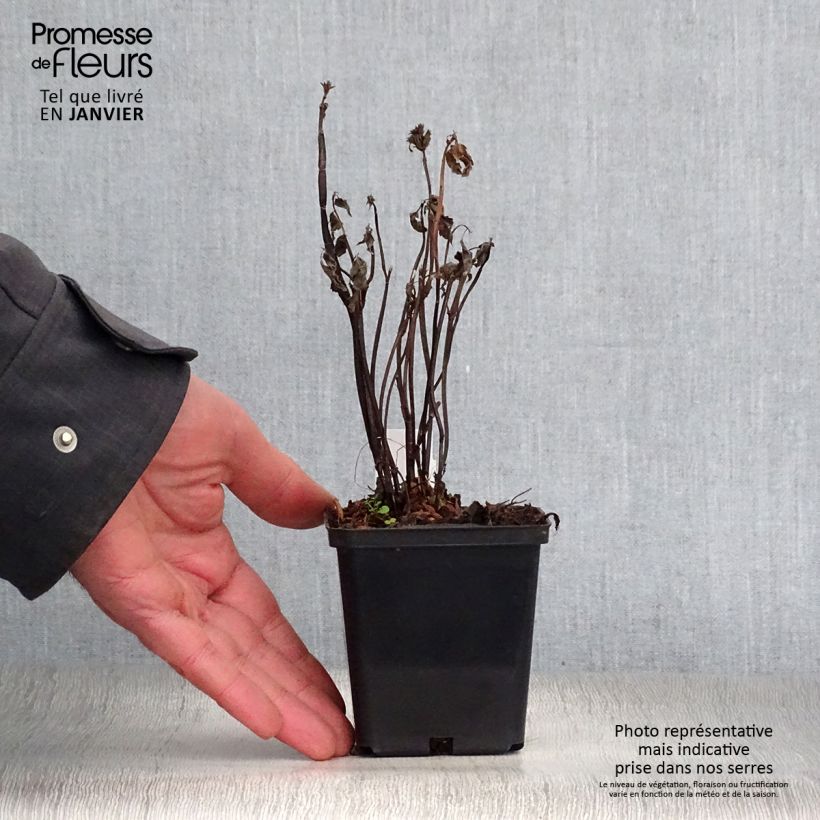 Example of Agastache nepetoides Kweekpotje van 8/9 cm as you get in hiver