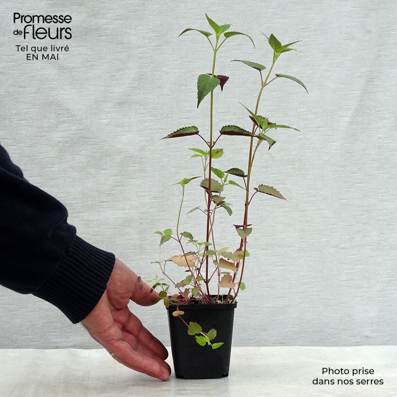 Exemplaar van Agastache rugosa After Eight - Koreaanse munt Kweekpotje van 8/9 cm zoals geleverd in de lente