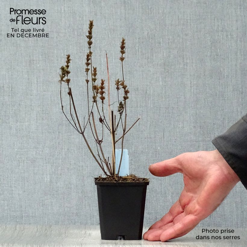 Example of Agastache rugosa After Eight - Agastache rugueuse Kweekpotje van 8/9 cm as you get in hiver