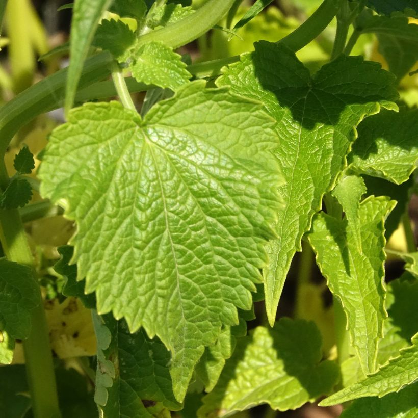 Agastache rugosa Alabaster (zaad) - Koreaanse munt (Blad)