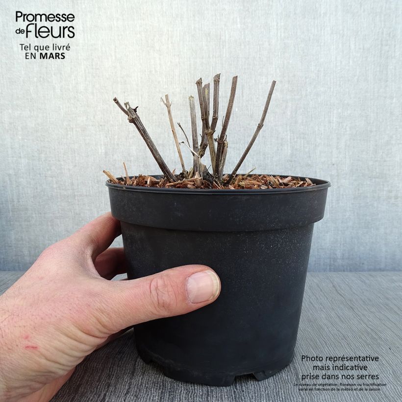 Example of Agastache rugosa Alabaster Pot van 2 l/3 l as you get in hiver