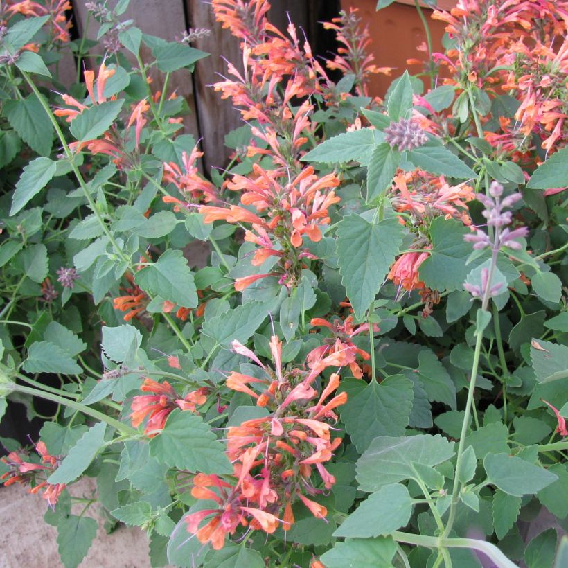 Agastache rupestris - Dropplant (Plant habit)