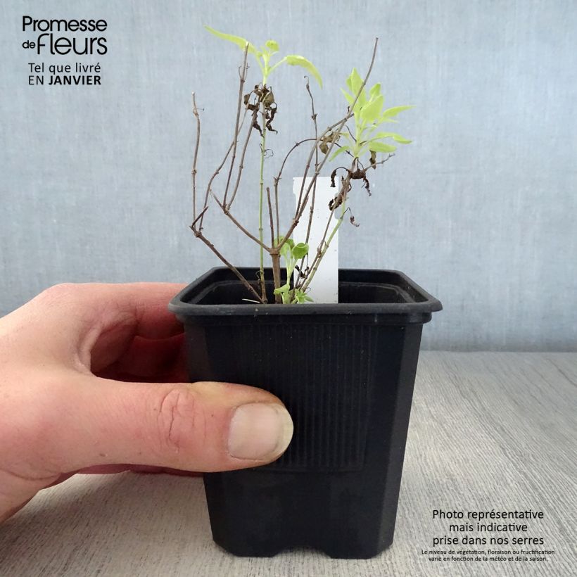 Example of Agastache rupestris Kweekpotje van 8/9 cm as you get in hiver