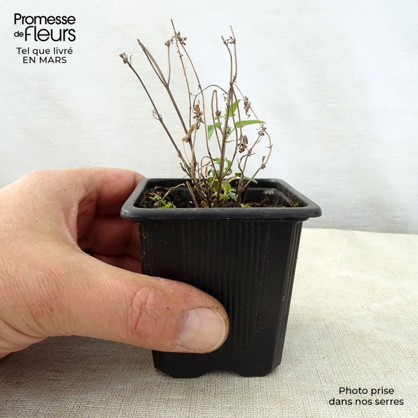 Exemplaar van Agastache rupestris - Dropplant Kweekpotje van 8/9 cm zoals geleverd in de lente