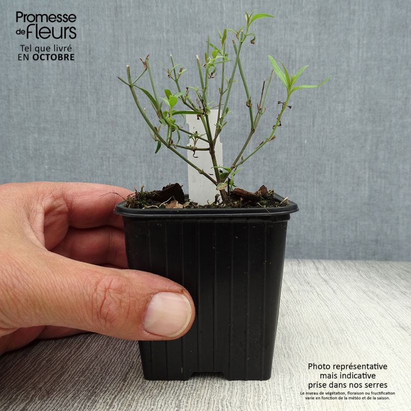 Exemplaar van Agastache rupestris - Dropplant Kweekpotje van 8/9 cm zoals geleverd in de herfst