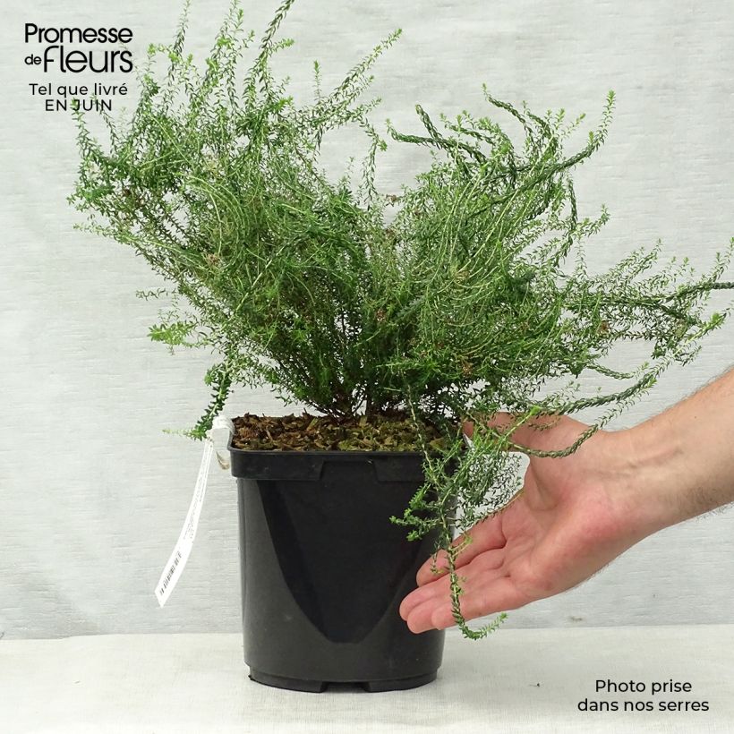 Exemplaar van Agathosma capensis - Buchu Pot van 2 l/3 l zoals geleverd in de zomer