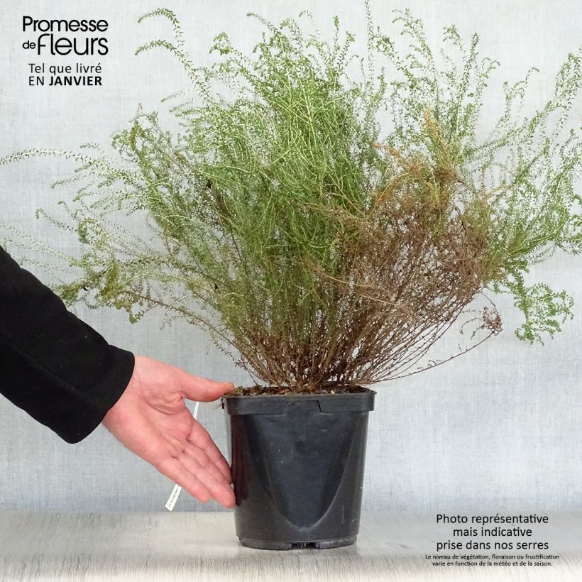 Example of Agathosma capensis - Buchu du Cap Pot van 2 l/3 l as you get in hiver