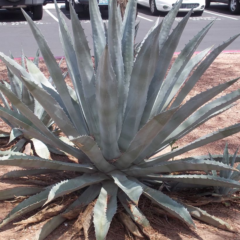 Agave americana - Honderdjarige aloë (Plant habit)