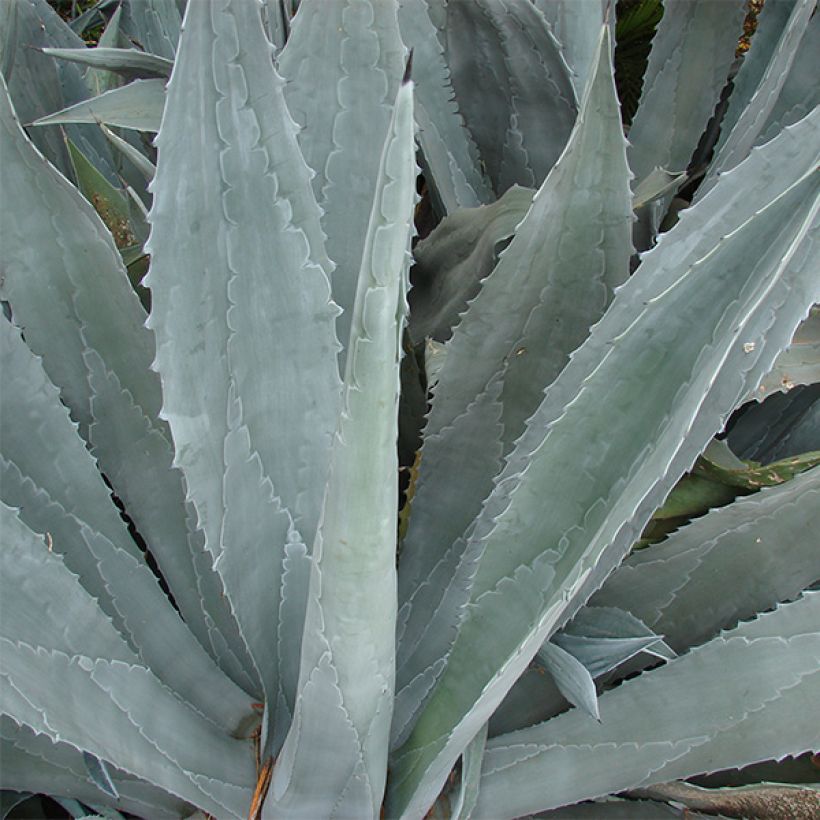 Agave americana - Honderdjarige aloë (Foliage)