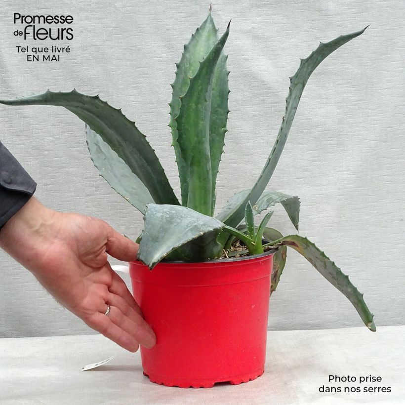 Exemplaar van Agave americana - Honderdjarige aloë Pot van 3 l/4 l zoals geleverd in de lente