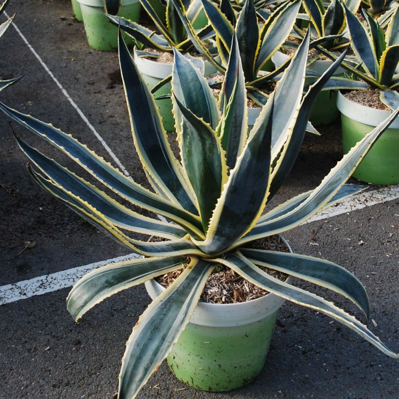 Agave americana Variegata - Honderdjarige aloë (Plant habit)
