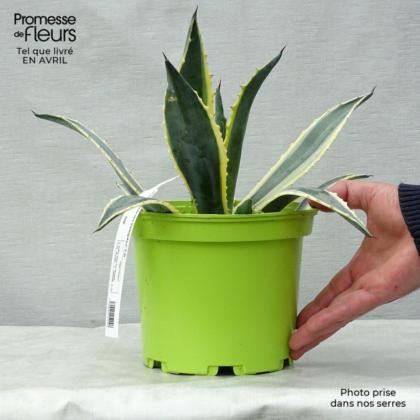 Exemplaar van Agave americana Variegata - Honderdjarige aloë Pot van 2 l/3 l zoals geleverd in de lente
