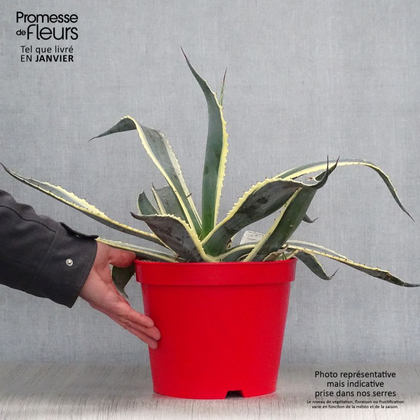 Example of Agave americana Variegata - Honderdjarige aloë Pot van 7,5 l/10 l as you get in hiver