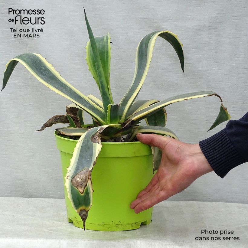 Exemplaar van Agave americana Variegata - Honderdjarige aloë Pot van 7,5 l/10 l zoals geleverd in de lente