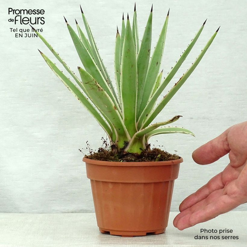 Exemplaar van Agave angustifolia Marginata - Salvadoraanse sisal Pot van 12 cm / 13 cm zoals geleverd in de zomer
