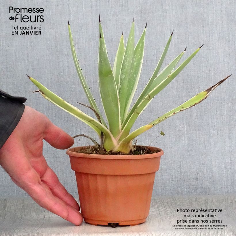 Example of Agave angustifolia Marginata Pot van 12 cm / 13 cm as you get in hiver