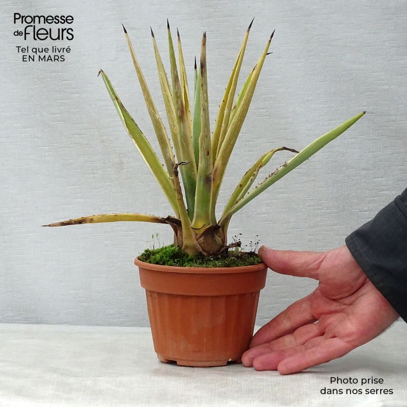 Exemplaar van Agave angustifolia Marginata - Salvadoraanse sisal Pot van 12 cm / 13 cm zoals geleverd in de lente