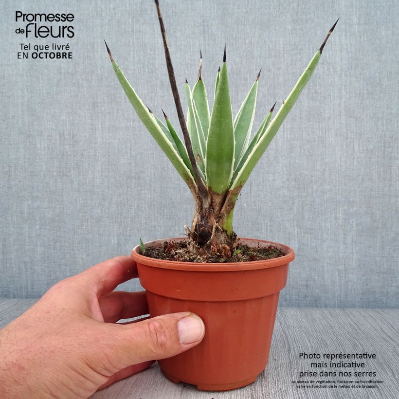 Exemplaar van Agave angustifolia Marginata - Salvadoraanse sisal Pot van 12 cm / 13 cm zoals geleverd in de herfst