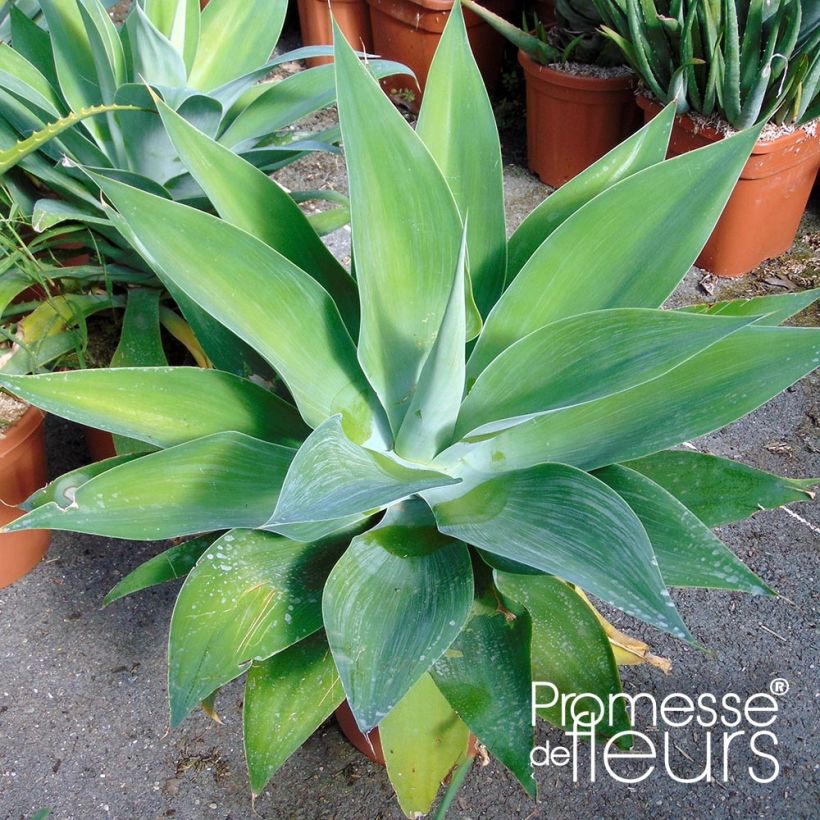 Agave attenuata - Zwanenhalsagave (Blad)