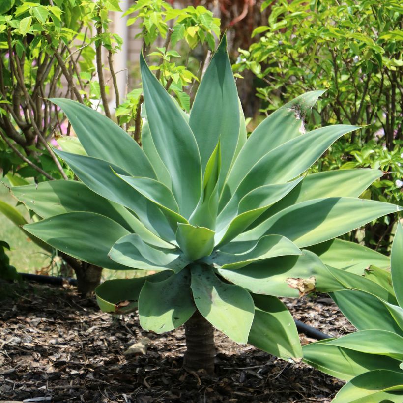 Agave attenuata - Zwanenhalsagave (Groeiplaats)