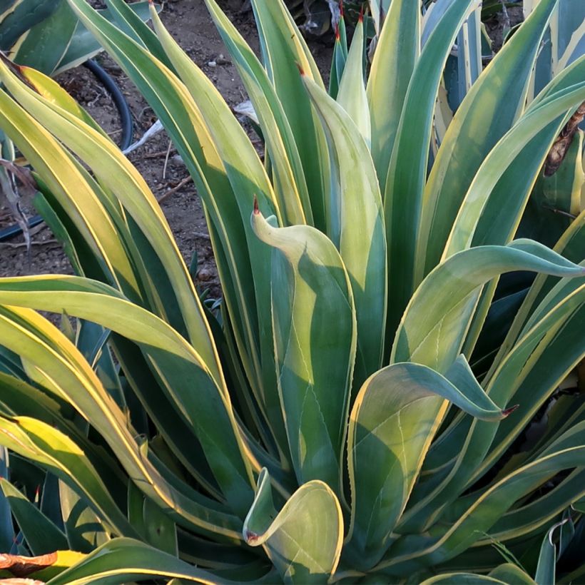 Agave desmetiana Variegata - Kleine honderdjarige aloë (Foliage)