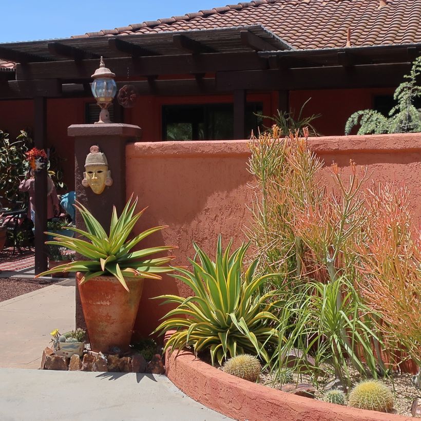 Agave desmetiana Variegata - Kleine honderdjarige aloë (Plant habit)