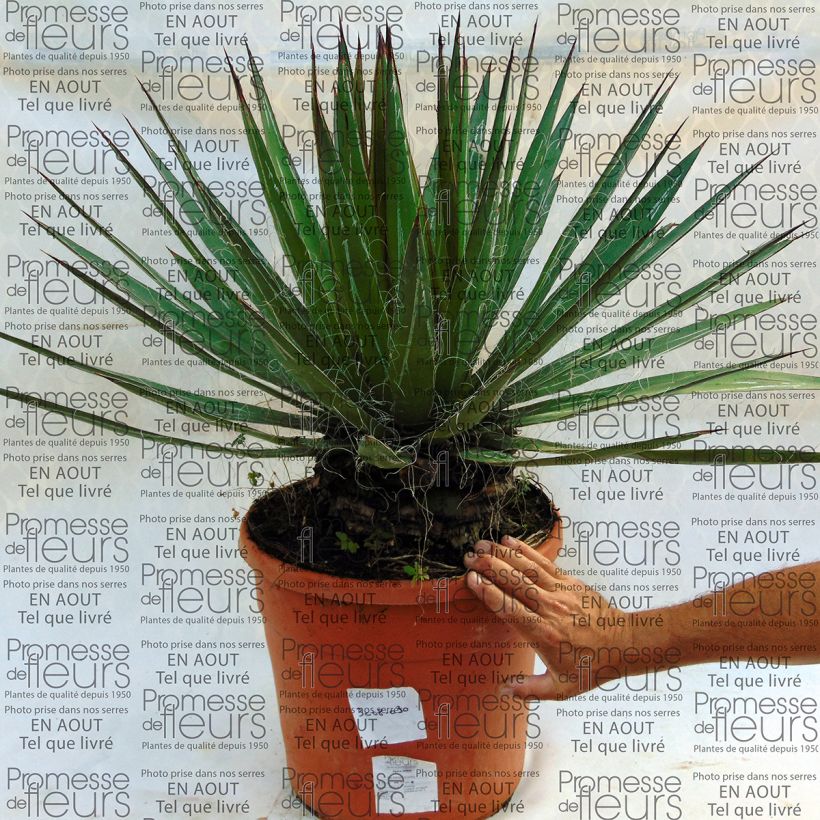 Example of Agave filifera Pot van 18 l/20 l as you get
