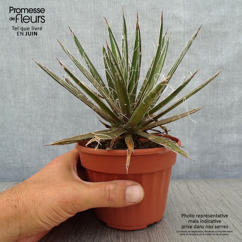Exemplaar van Agave filifera Kweekpotje van 8/9 cm zoals geleverd in de zomer