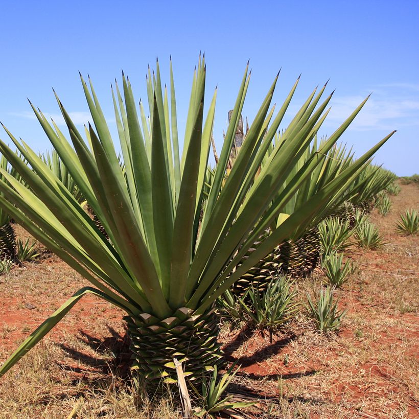 Agave fourcroydes (Groeiplaats)