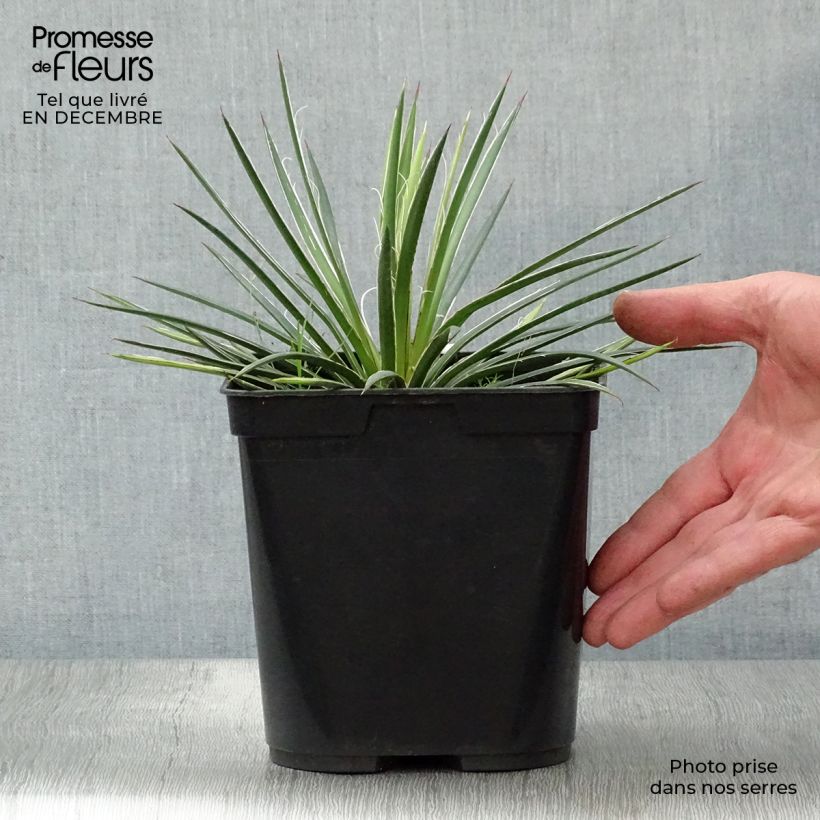 Example of Agave geminiflora - Agave à fleurs jumelles Pot van 2 l/3 l as you get in hiver