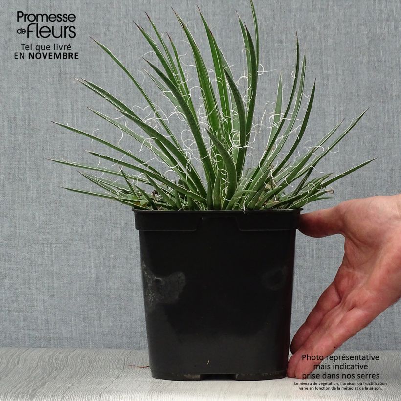 Exemplaar van Agave geminiflora - Dubbelbloemige agave Pot van 2 l/3 l zoals geleverd in de herfst